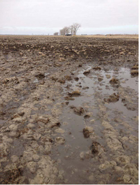 Figure 8.9. Saturated soil conditions on a sodium-affected soil near Wyndmere, ND. (NDSU image, taken by Nathan Derby)